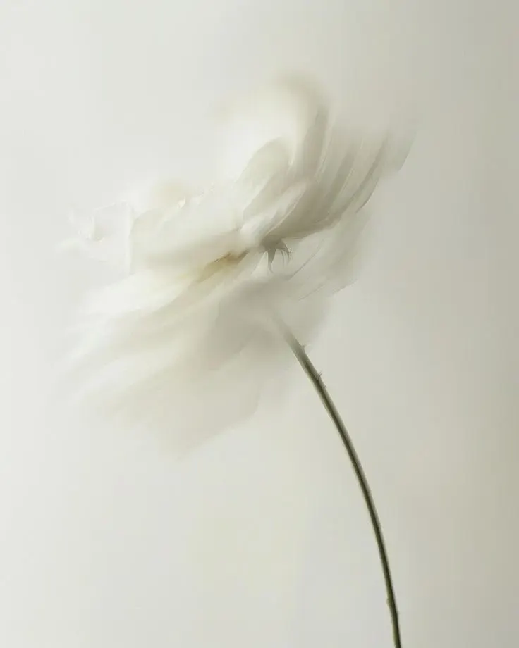 Weiße Blüte mit weichem Fokus